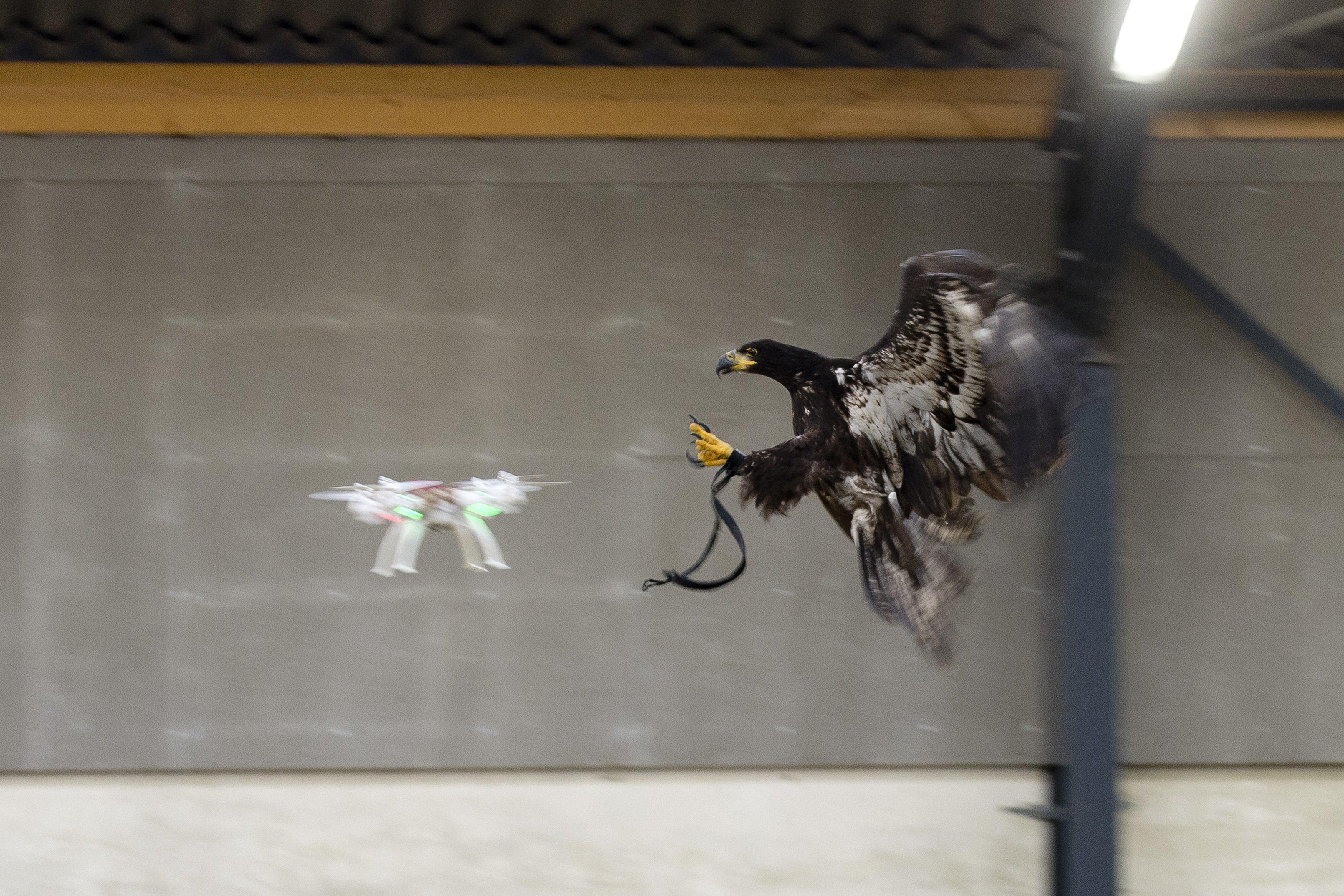 La policía holandesa adiestra águilas para capturar drones amenazantes
