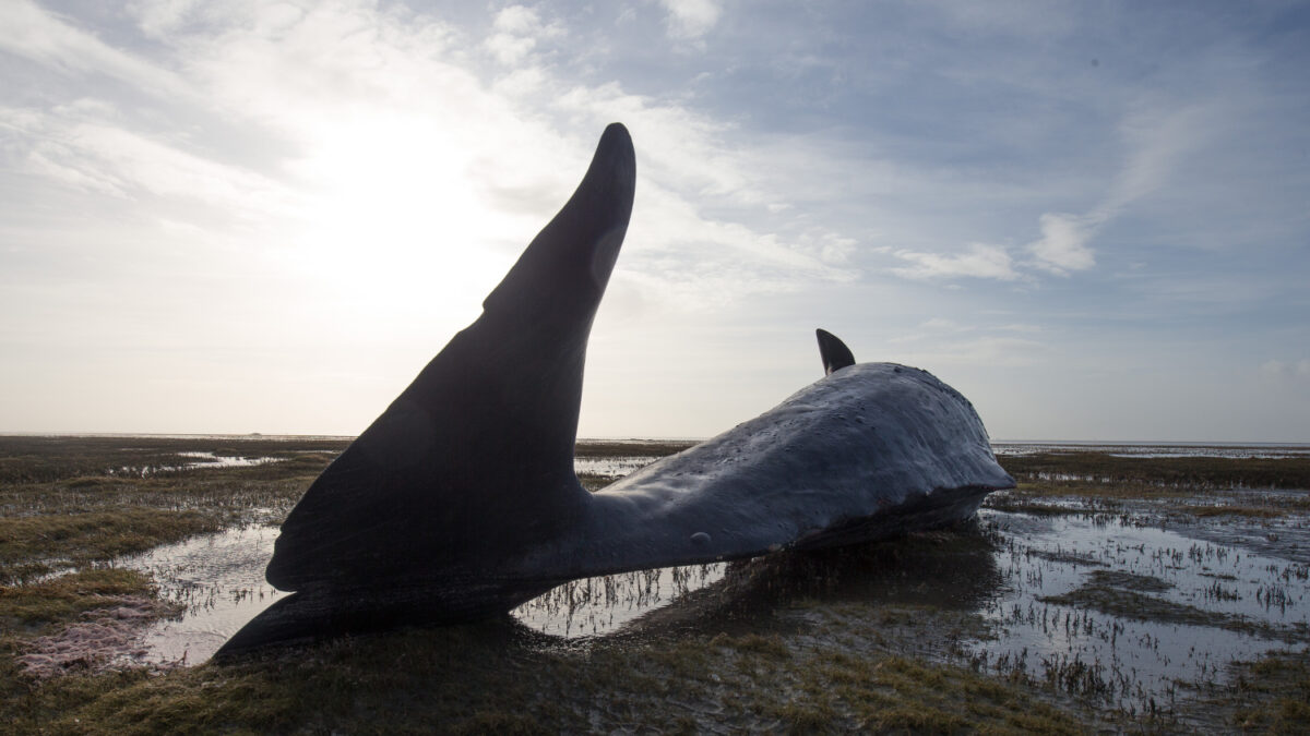 El misterio de las ballenas varadas en el mar del Norte