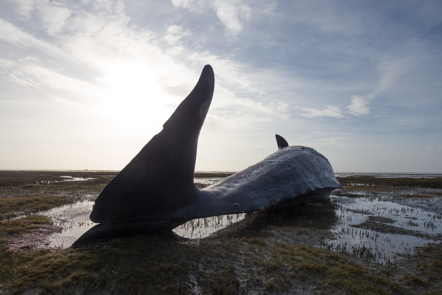El misterio de las ballenas varadas en el mar del Norte
