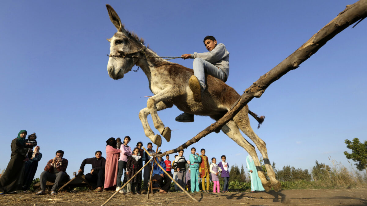 Un burro saltador se convierte en toda una sensación en Egipto