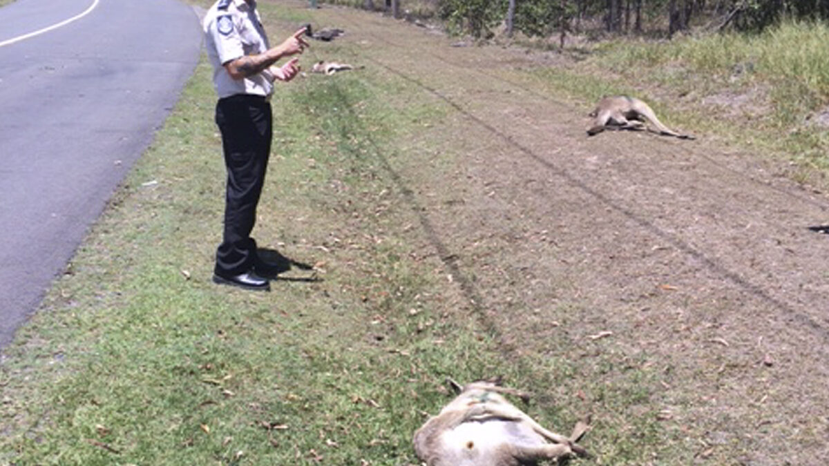 Un conductor atropella a 17 canguros en Australia y se da a la fuga