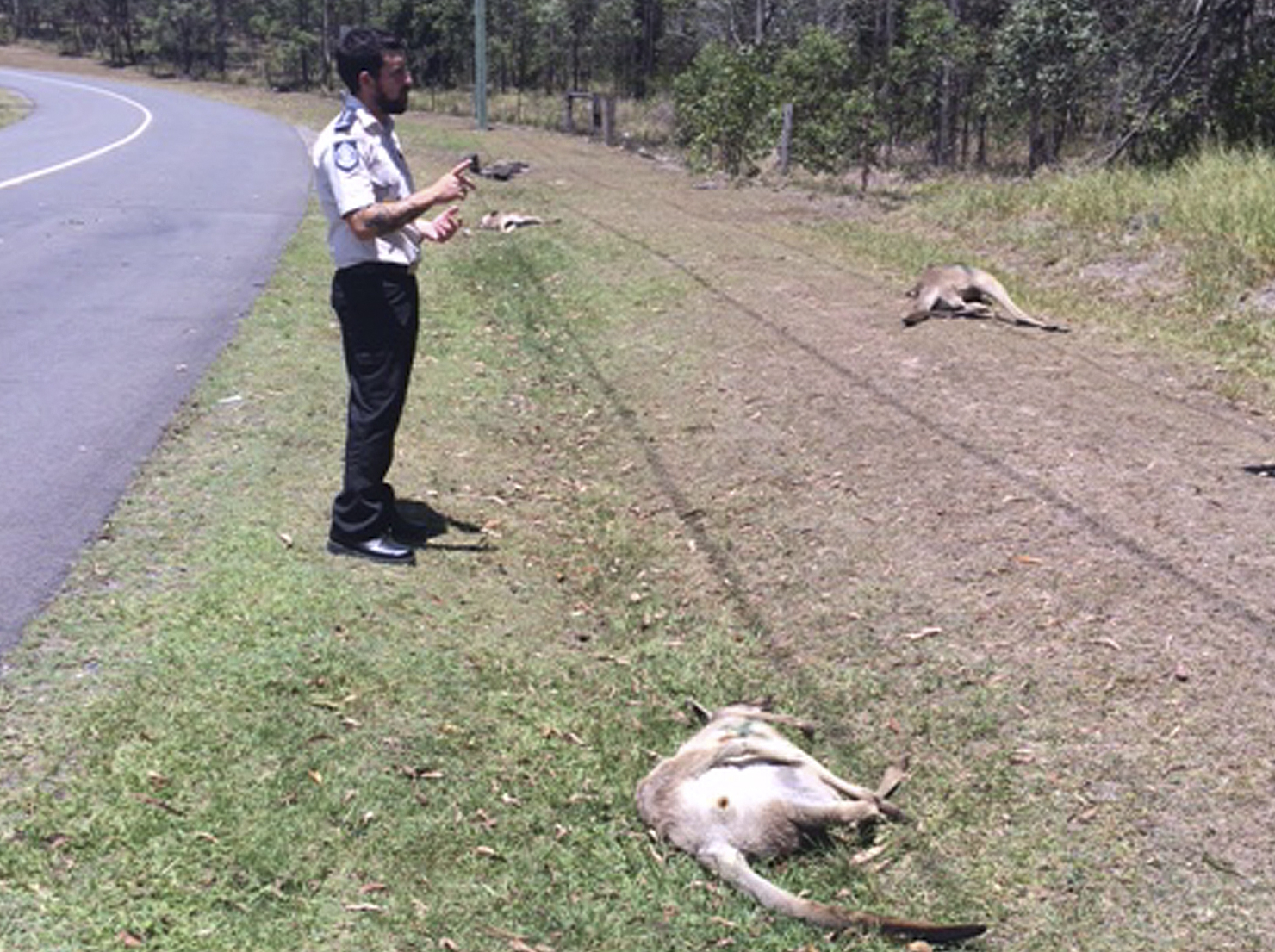 Un conductor atropella a 17 canguros en Australia y se da a la fuga