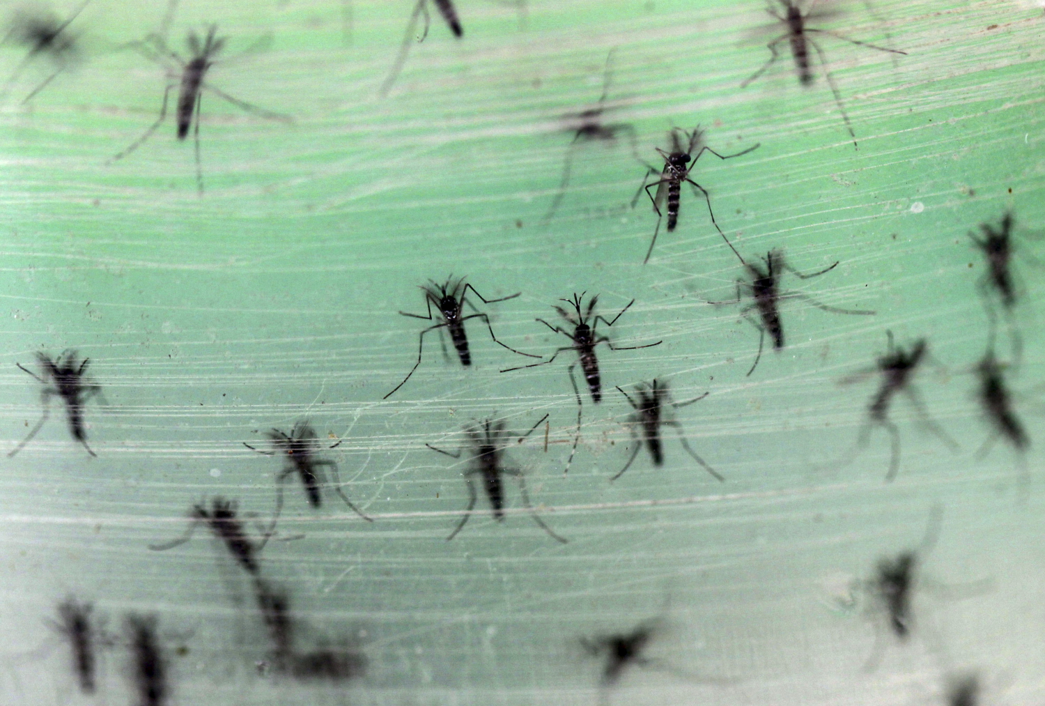 Hawái declara el estado de emergencia por dengue
