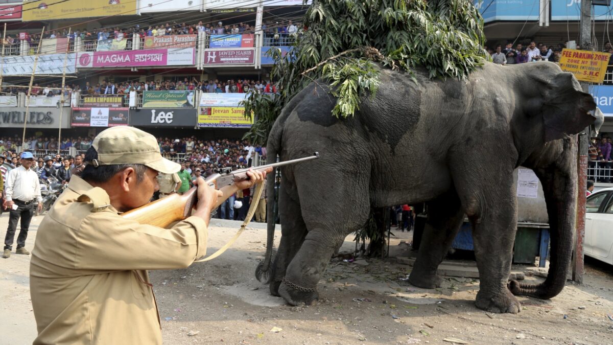 Un elefante salvaje desata el pánico en la India durante siete horas