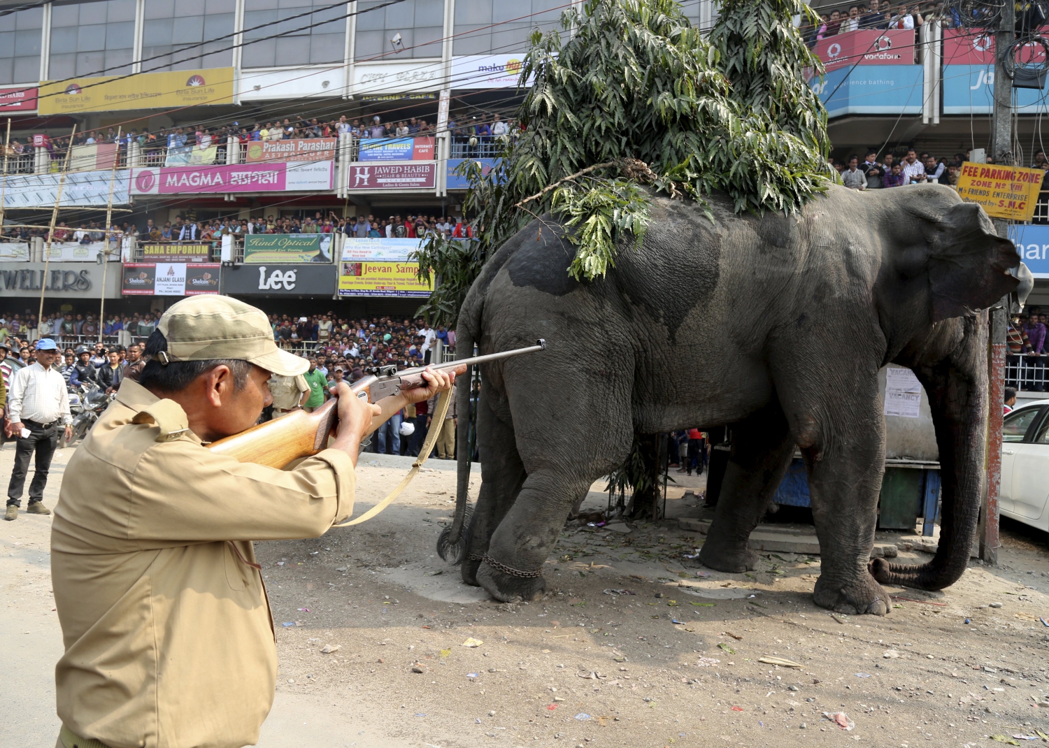 Un elefante salvaje desata el pánico en la India durante siete horas