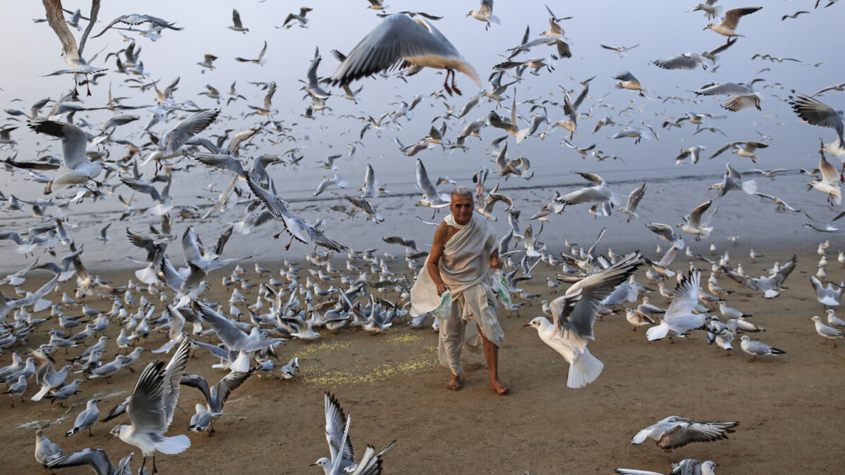 Las gaviotas invaden la ciudad de Bombay