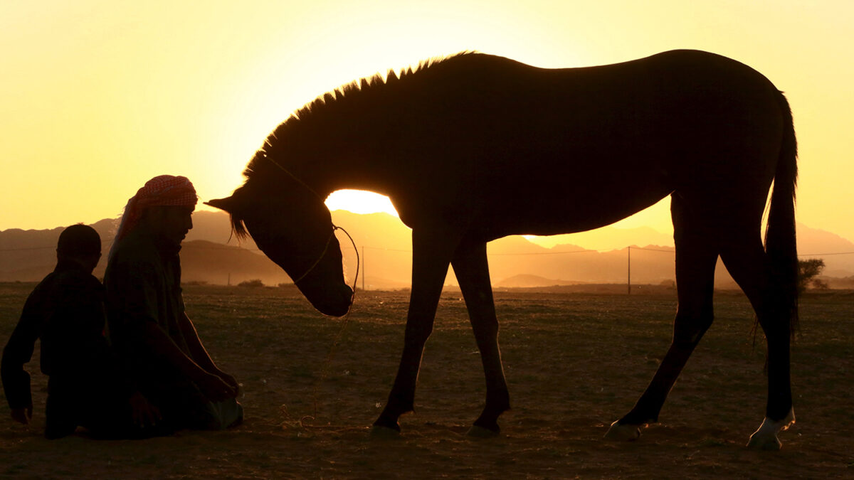 Los caballos pueden reconocer las emociones en los rostros humanos