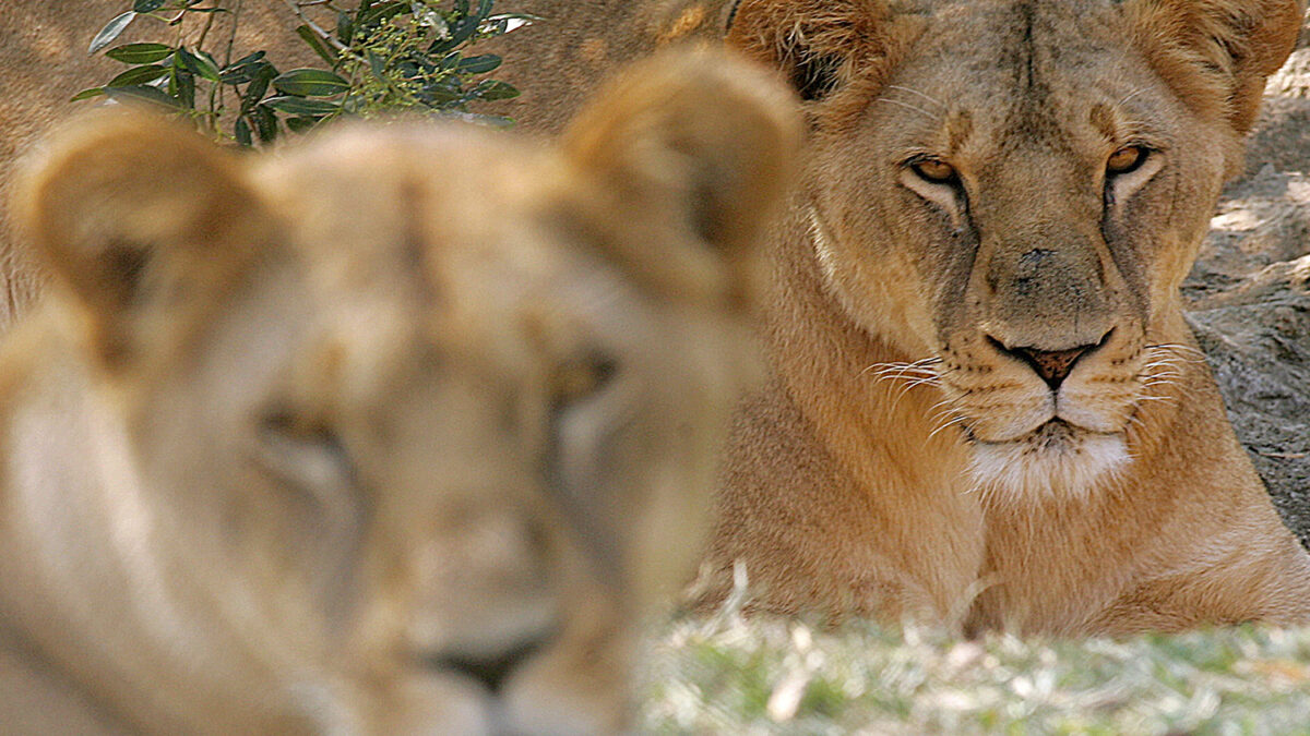 Encuentran una población de más de cien leones en Etiopía