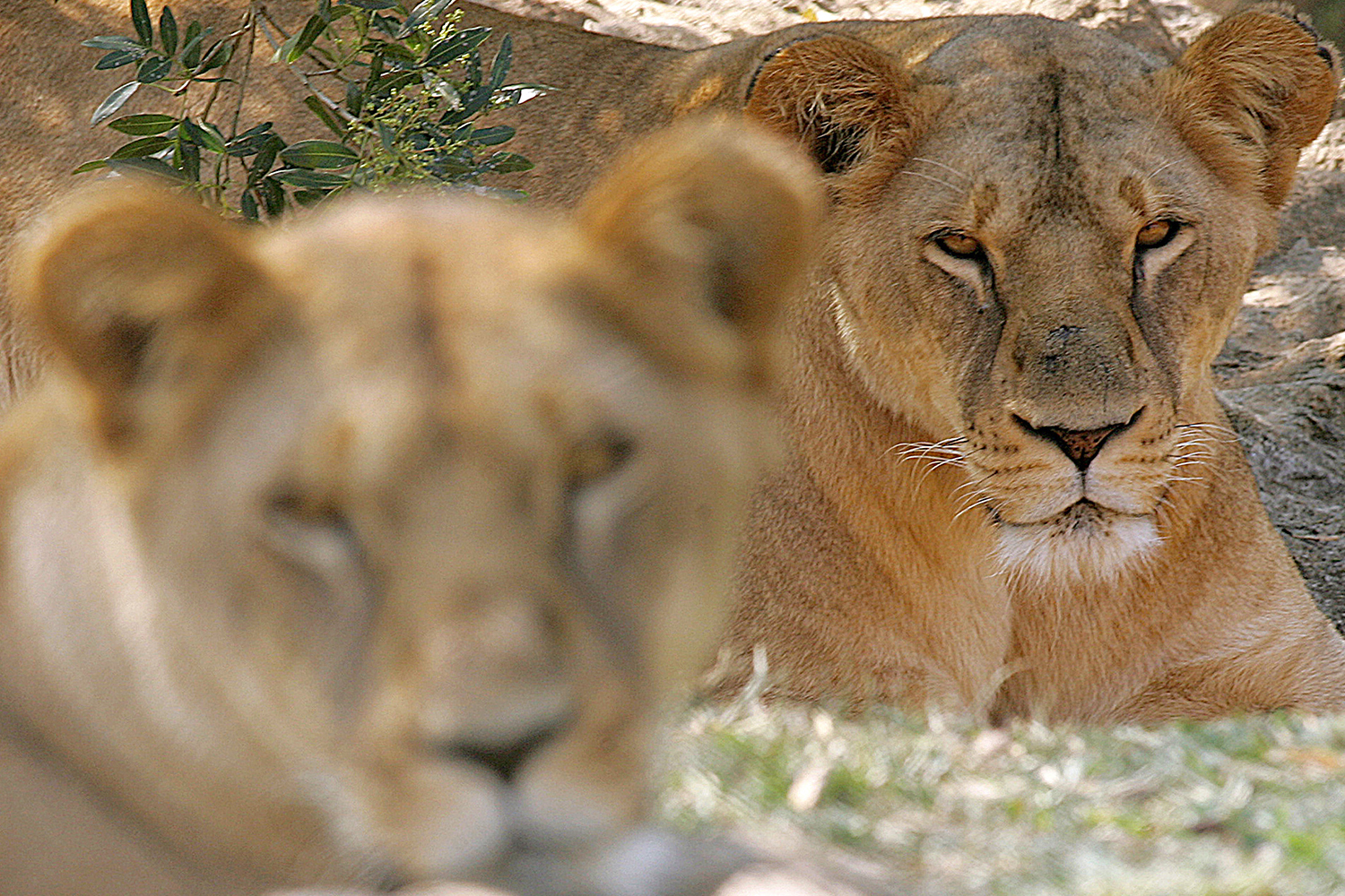 Encuentran una población de más de cien leones en Etiopía