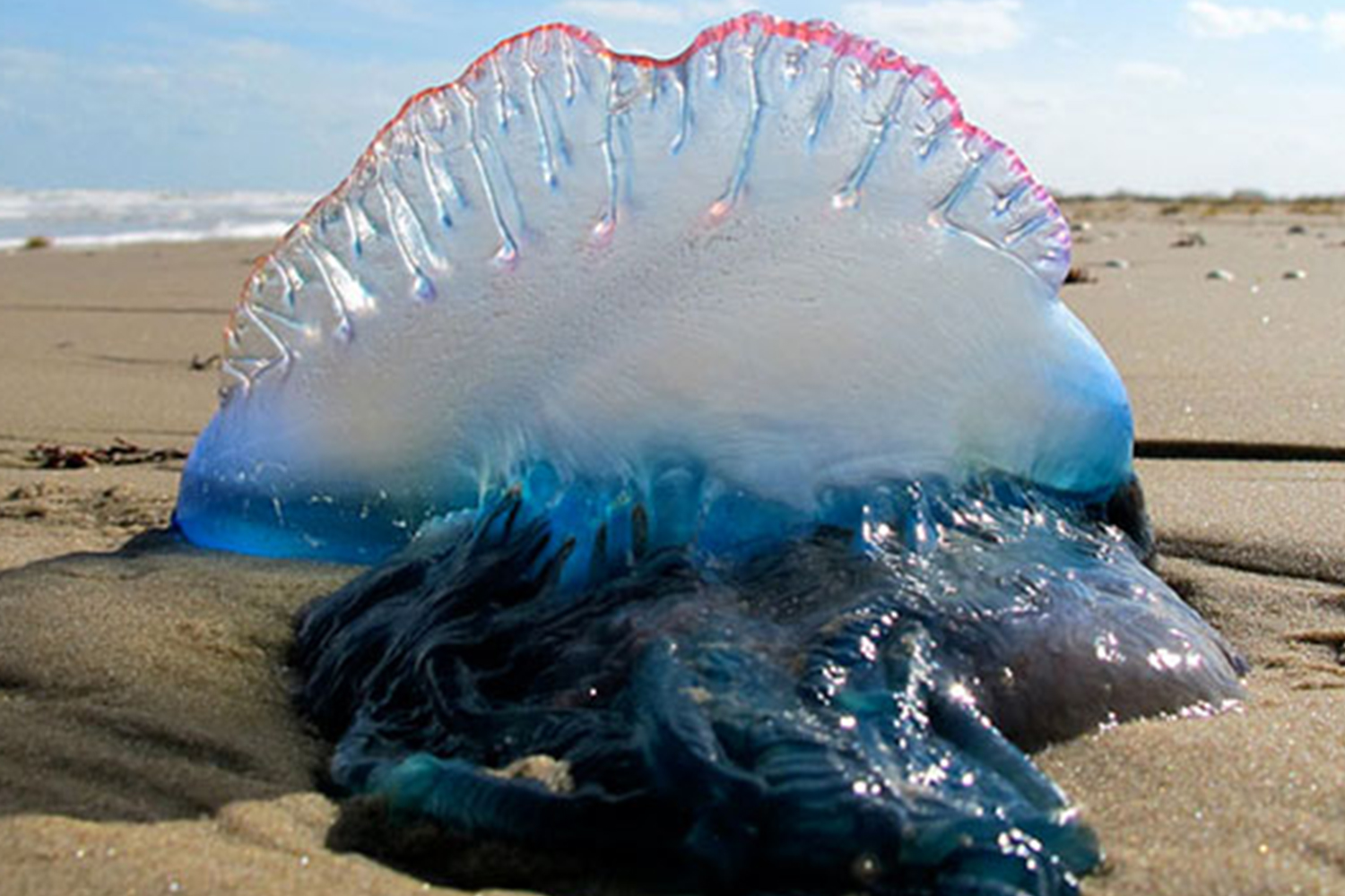 La especie marina que amenaza en las playas de Chile
