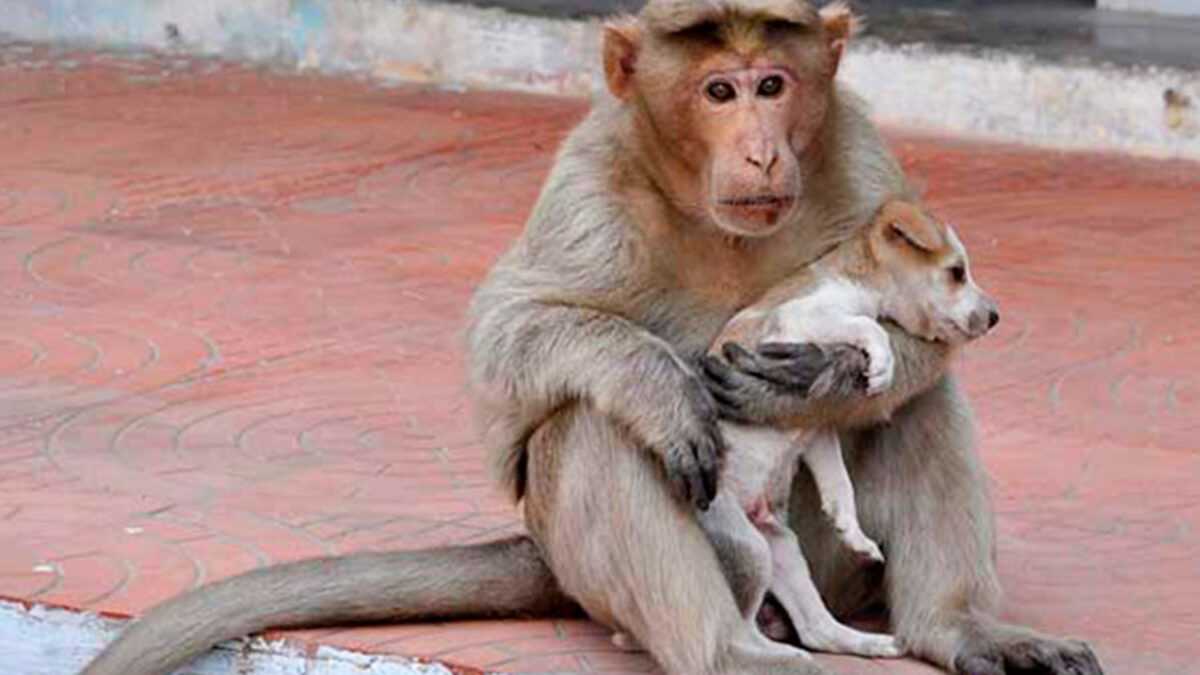 Un mono ‘adopta’ a un perro huérfano y le da de comer