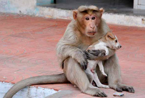 Un mono 'adopta' a un perro huérfano y le da de comer