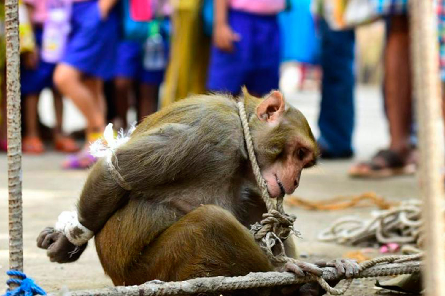 Arrestan a un mono 'ladrón'  en la India y lo exponen a una humillación pública