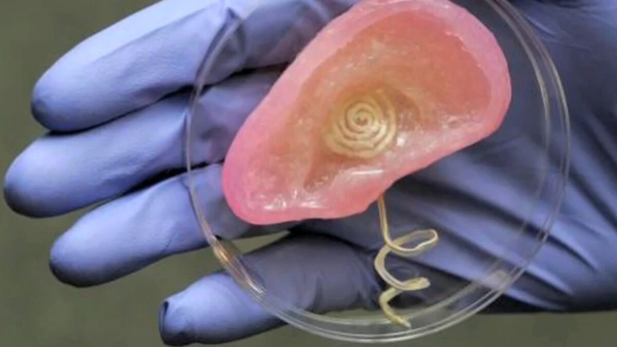 Desarrollan una impresora 3D capaz de fabricar una oreja que funciona