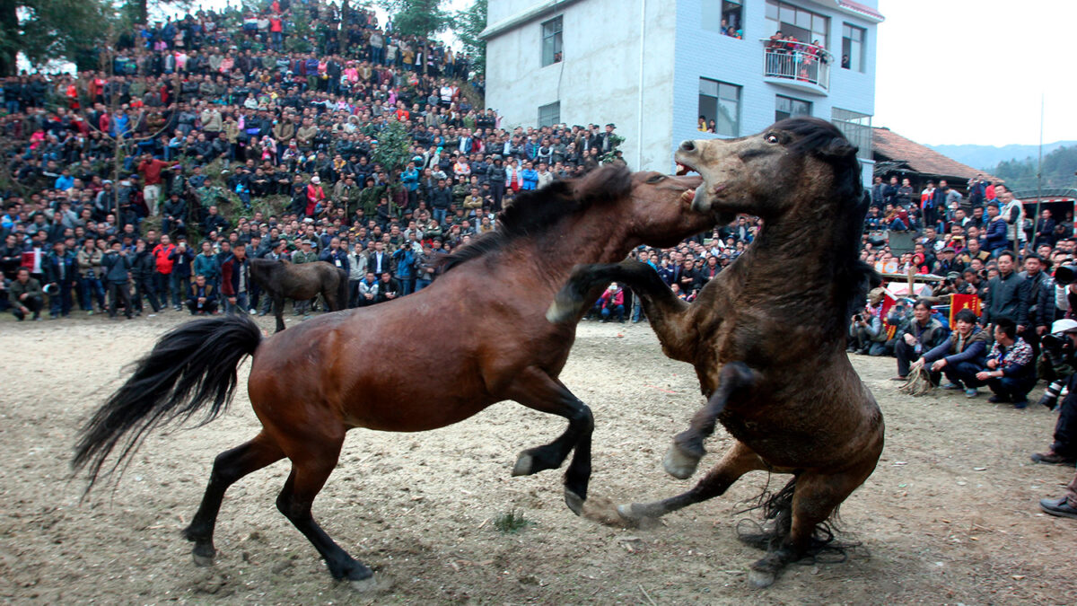 Miles de personas se reúnen para ver las sangrientas peleas de caballos