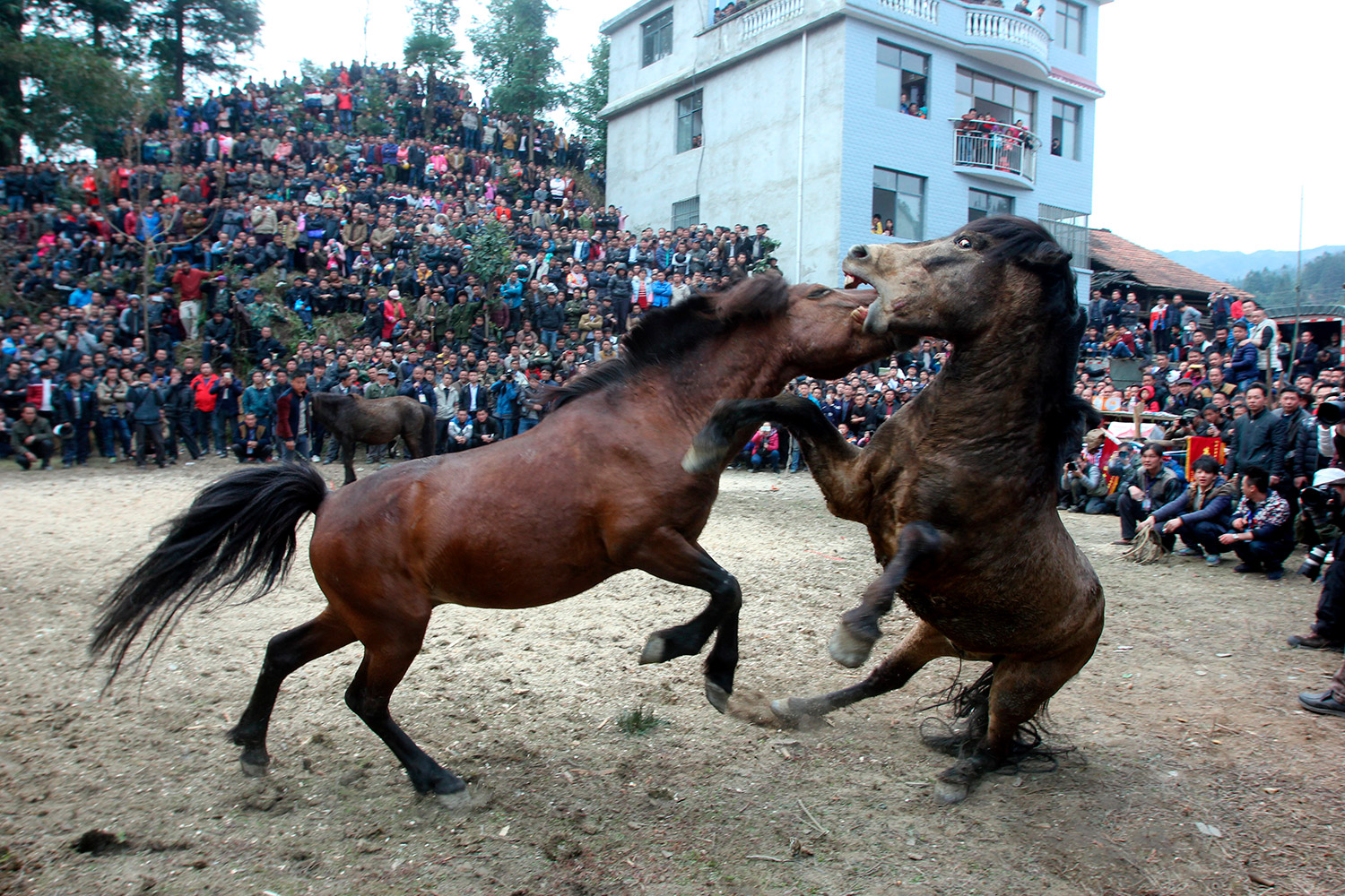Miles de personas se reúnen para ver las sangrientas peleas de caballos