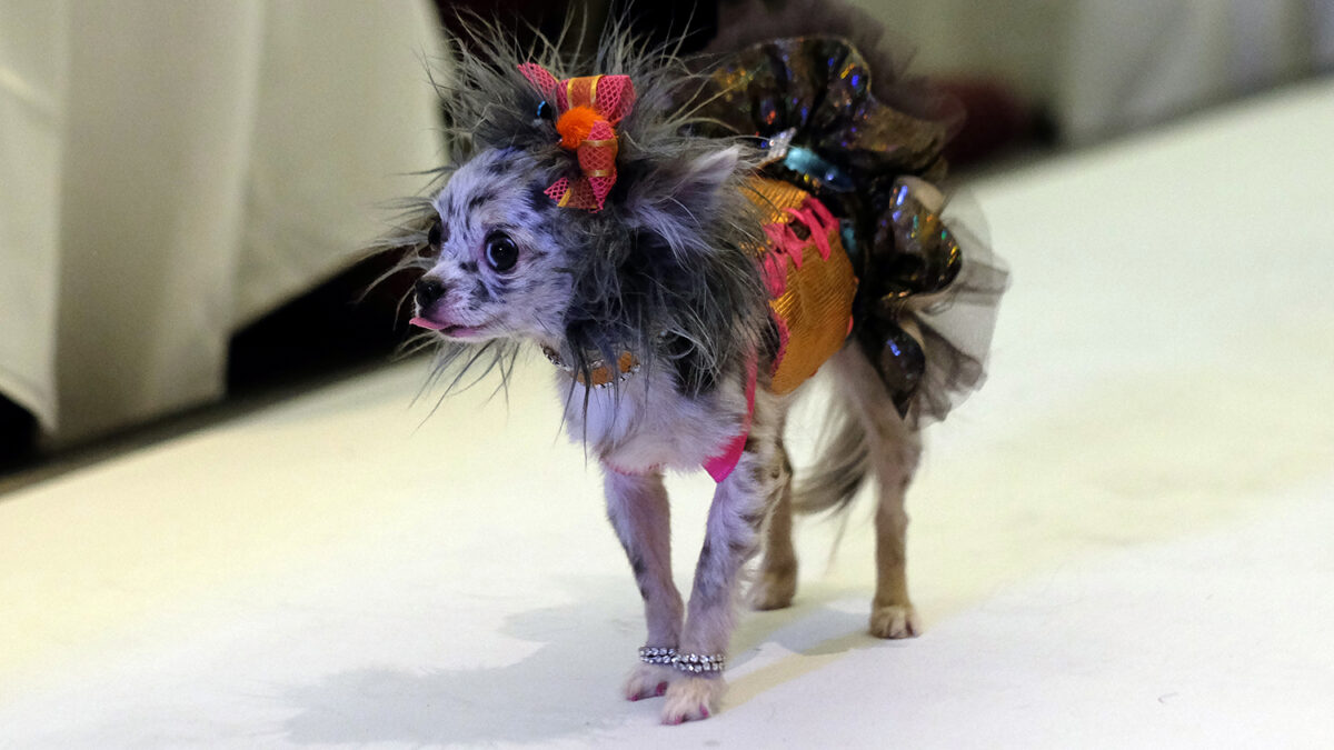 Las mascotas también tienen su desfile de moda en Nueva York