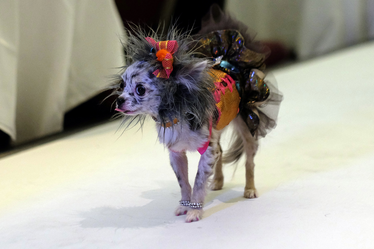 Las mascotas también tienen su desfile de moda en Nueva York