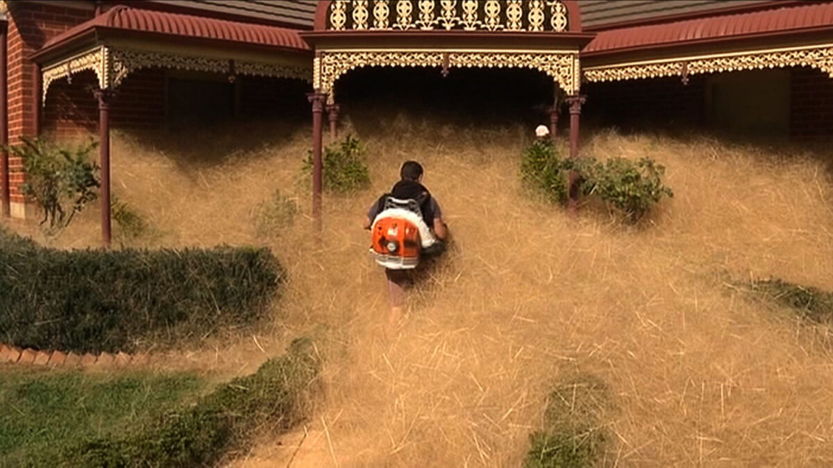 Plantas rodadoras invaden un pueblo australiano