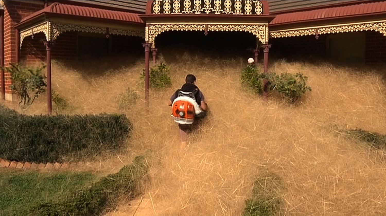 Plantas rodadoras invaden un pueblo australiano