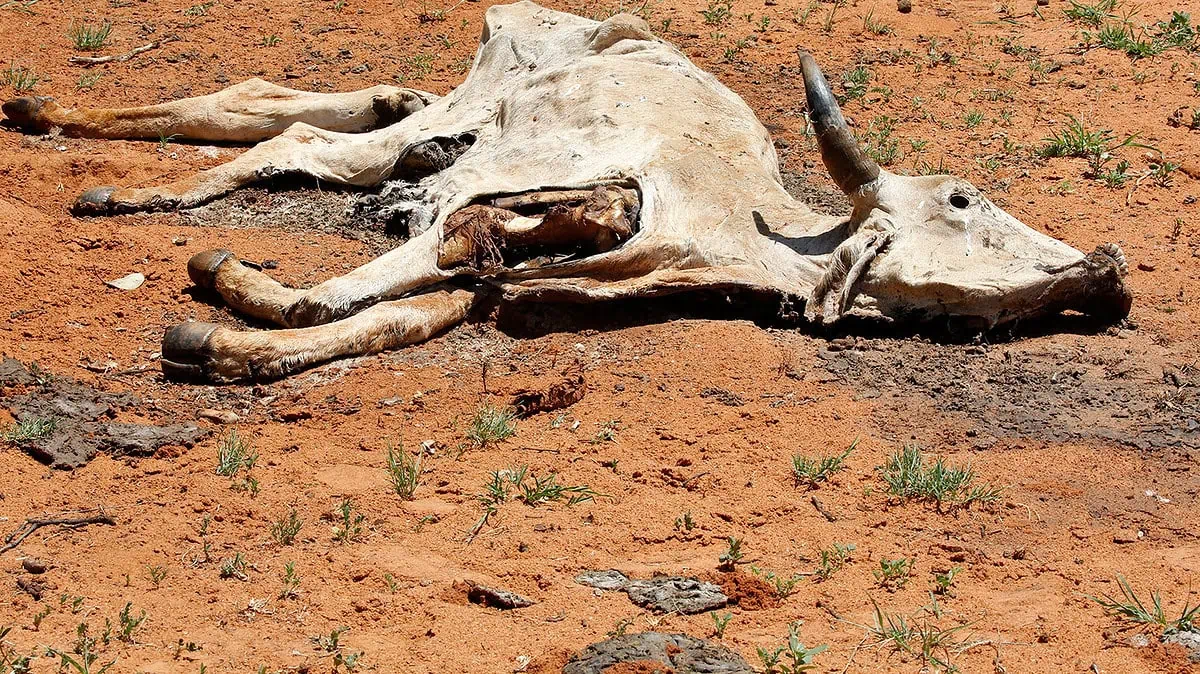 Animales muertos