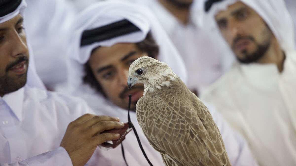 Cae una red ilegal de halcones: se criaban en España y se exhibían en Emiratos Árabes