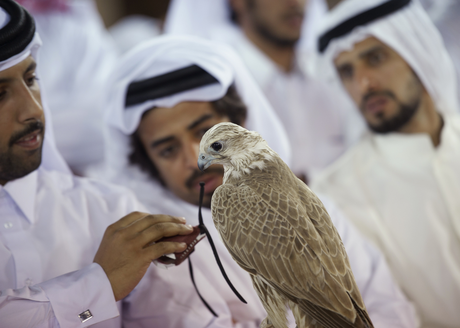 Cae una red ilegal de halcones: se criaban en España y se exhibían en Emiratos Árabes