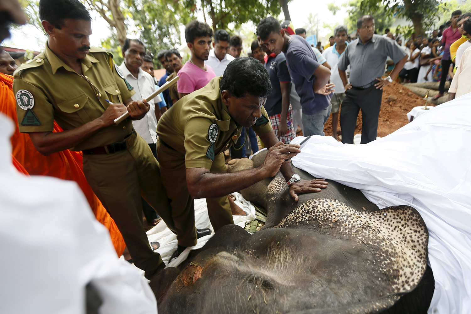 Elefantes matan a 5 personas en India en ataques separados