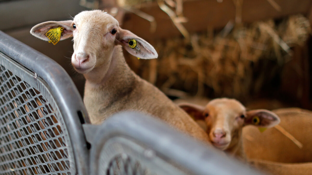 Reabren el matadero del escándalo de la ganadería ecológica