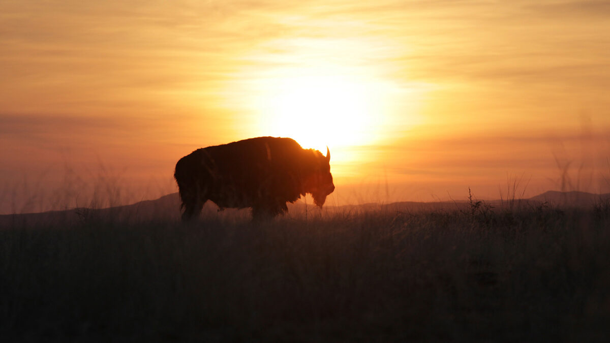 Los bisontes volverán a casa 140 años después