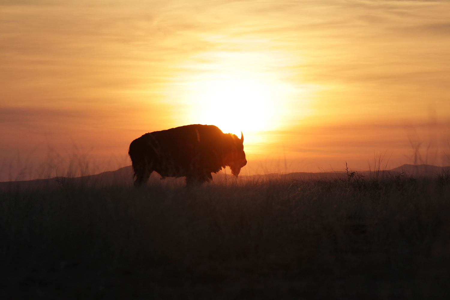 Los bisontes volverán a casa 140 años después