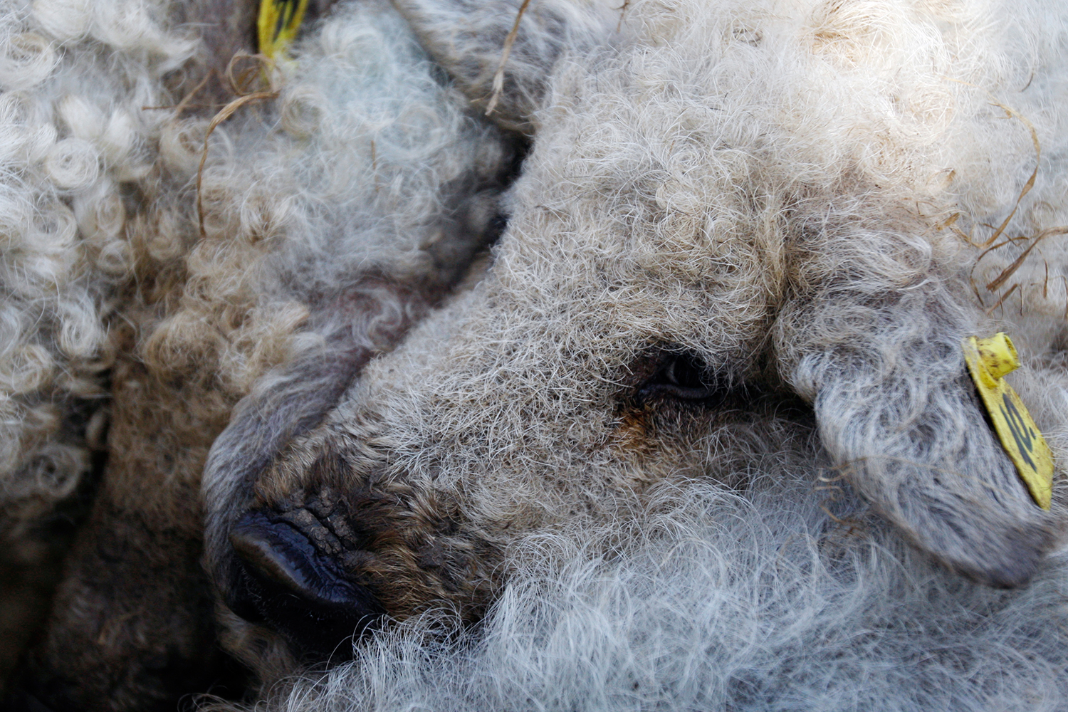 Una empresa segoviana y El Hormiguero salvan al cerdo-oveja de la extinción