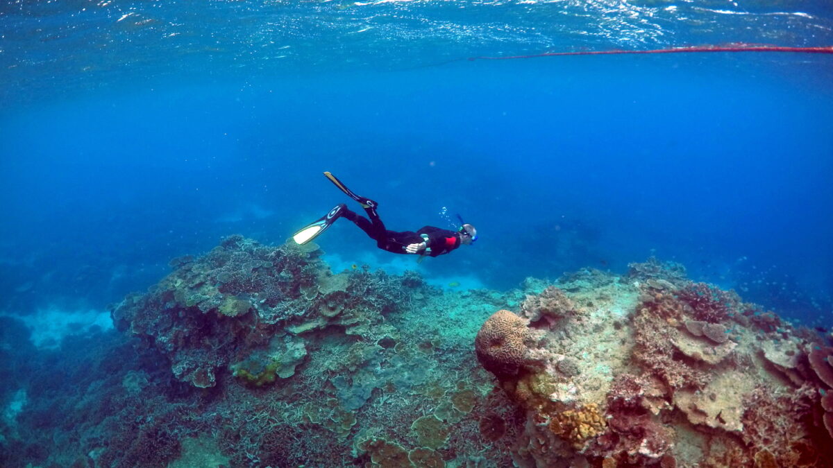 El Niño y el calentamiento global destruyen los arrecifes de coral del planeta