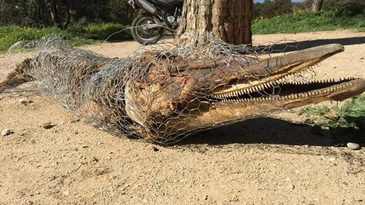 Misterioso hallazgo del cadáver de un delfín en la Casa de Campo de Madrid