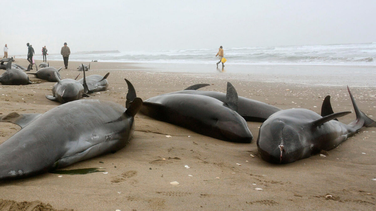 Más de veinte delfines aparecen muertos en las costas de Argentina