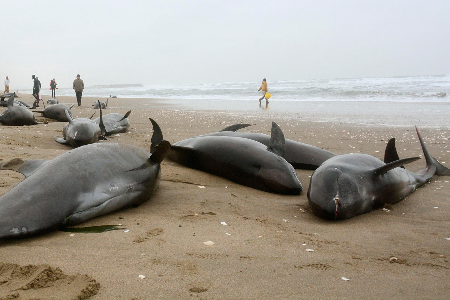 Más de veinte delfines aparecen muertos en las costas de Argentina