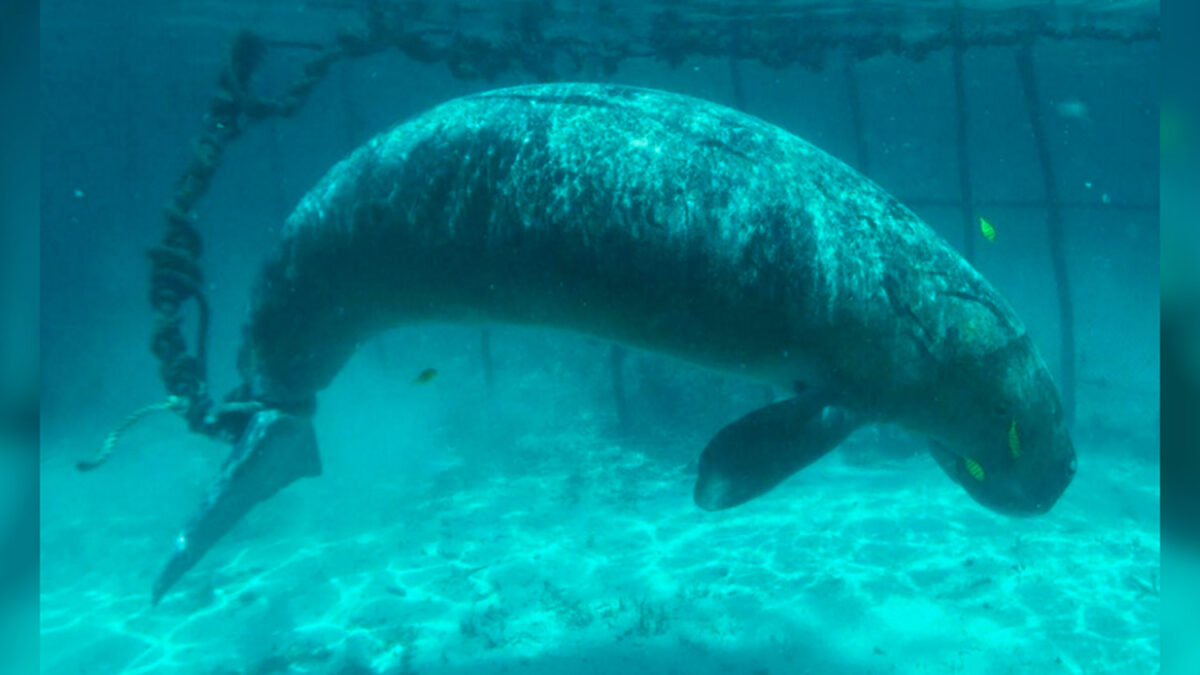 Encuentran dos dugones enjaulados y atados bajo el mar