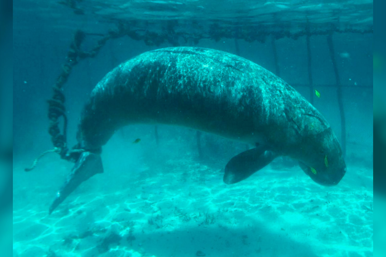 Encuentran dos dugones enjaulados y atados bajo el mar
