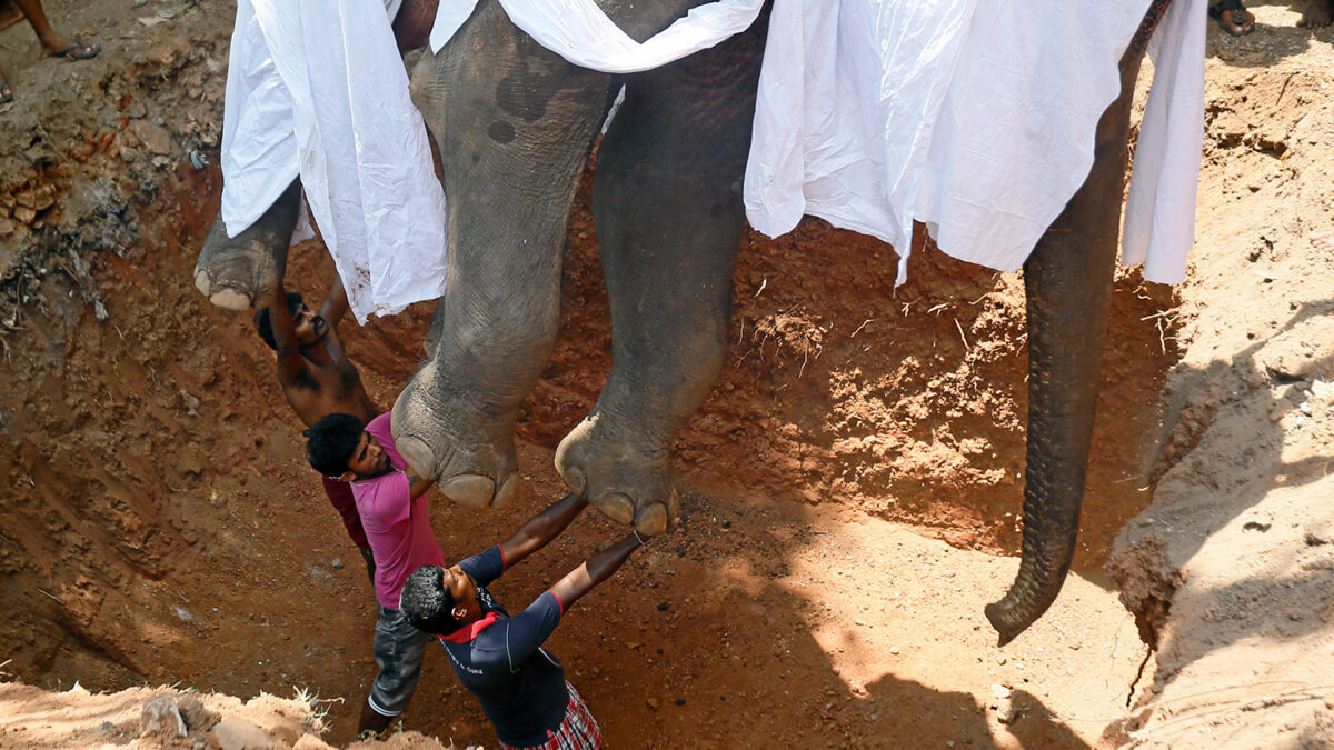 El entierro de un elefante