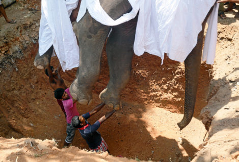 El entierro de un elefante