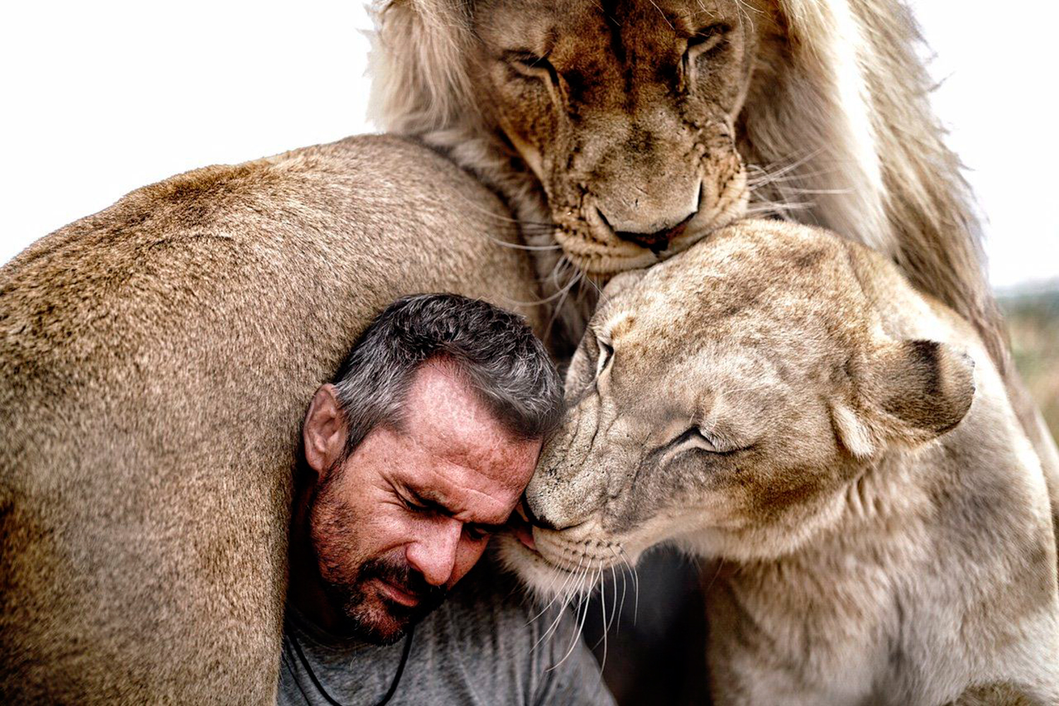 Unas impresionantes imágenes muestran la unión entre un hombre y una manada  de leones