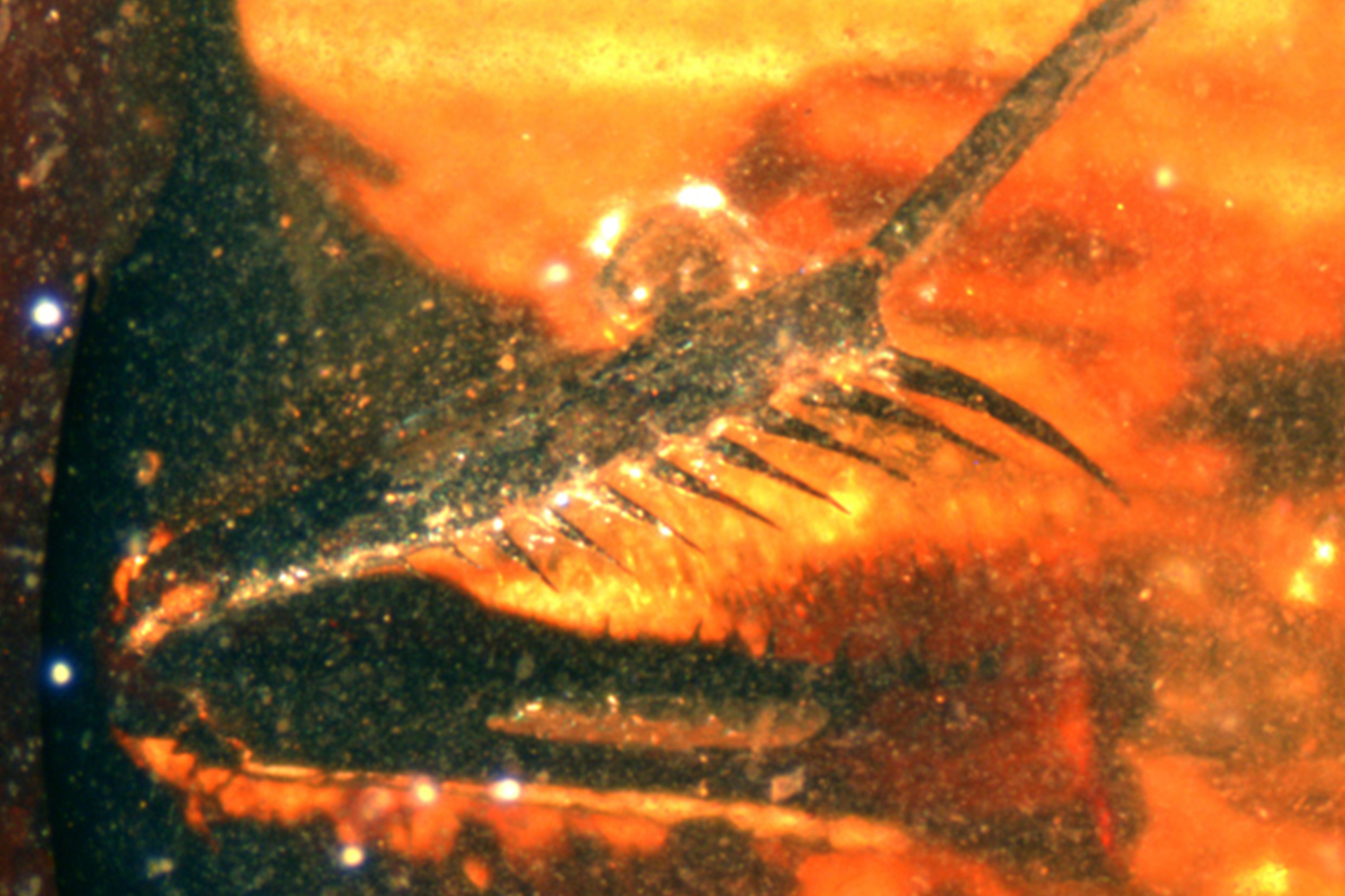 Encuentran en Utrillas una mantis religiosa de hace 105 millones de años