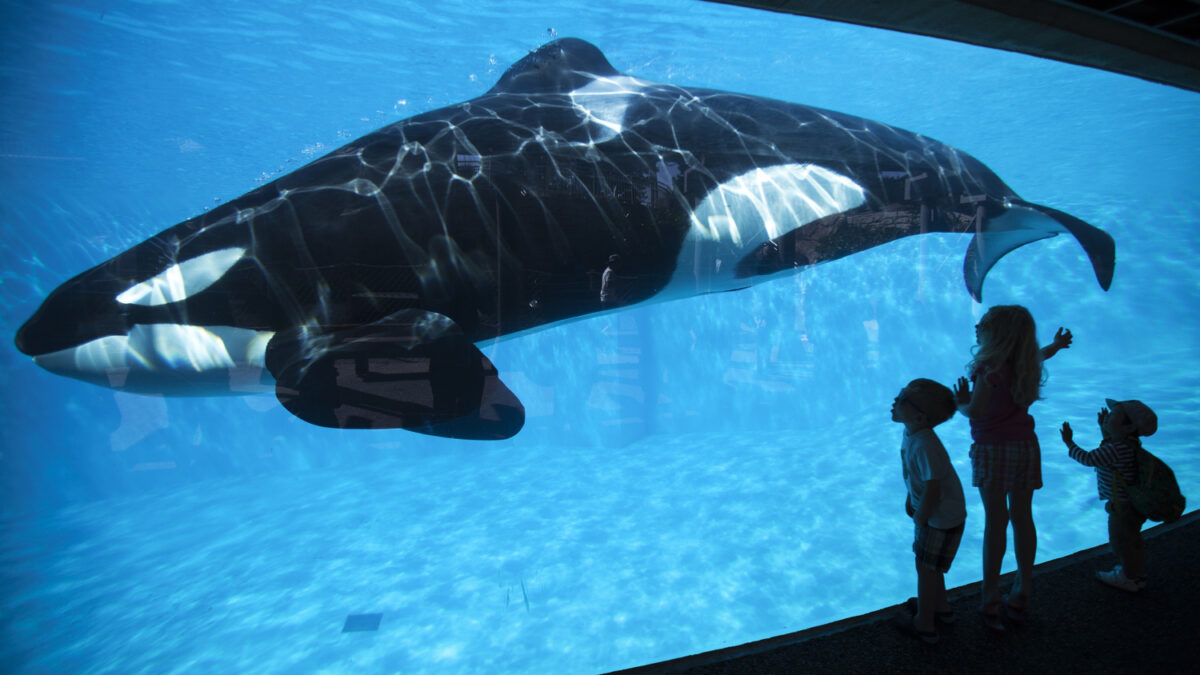 SeaWorld pone fin a los espectáculos con orcas