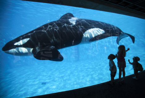 SeaWorld pone fin a los espectáculos con orcas