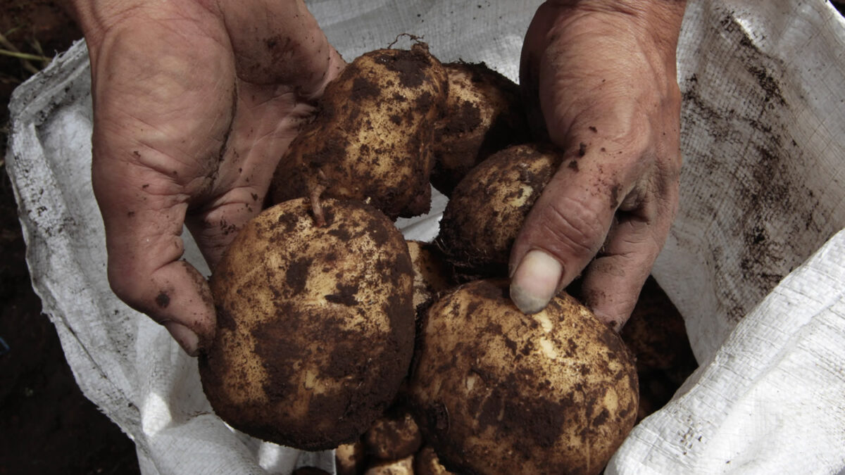 Las frutas y verduras feas se venderán más baratas