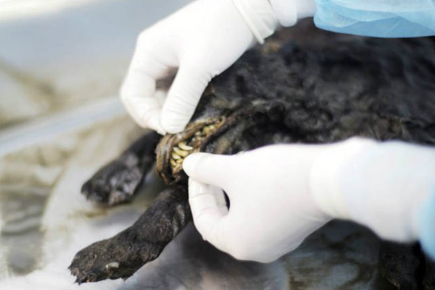 Encuentran un perro de 12.400 años de edad en Siberia