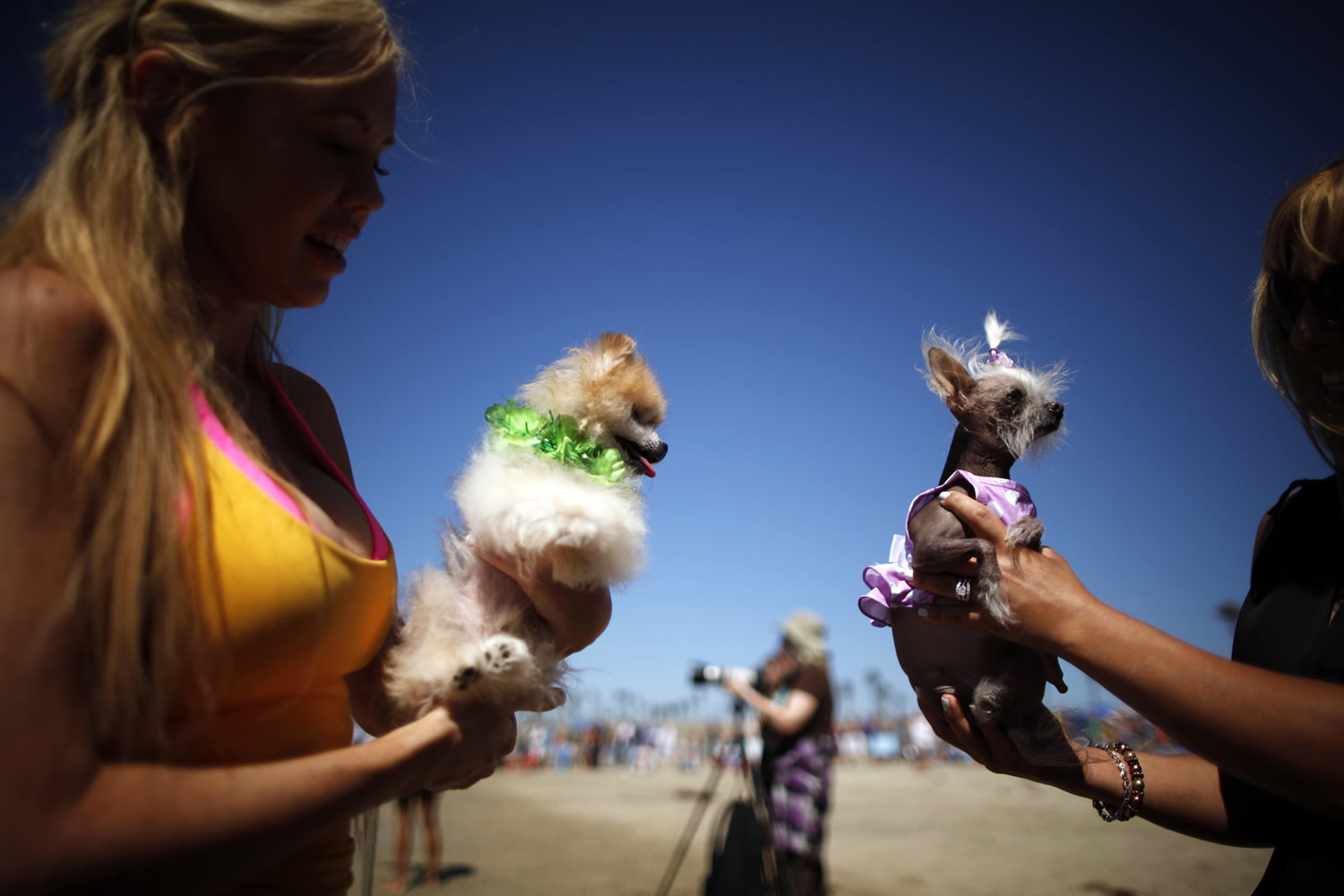 Histeria en Los Ángeles por un asesino en serie de perros inexistente