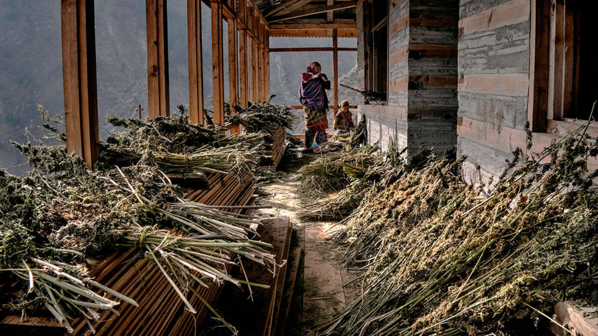 Miles de aldeas en el Himalaya sobreviven gracias a la marihuana