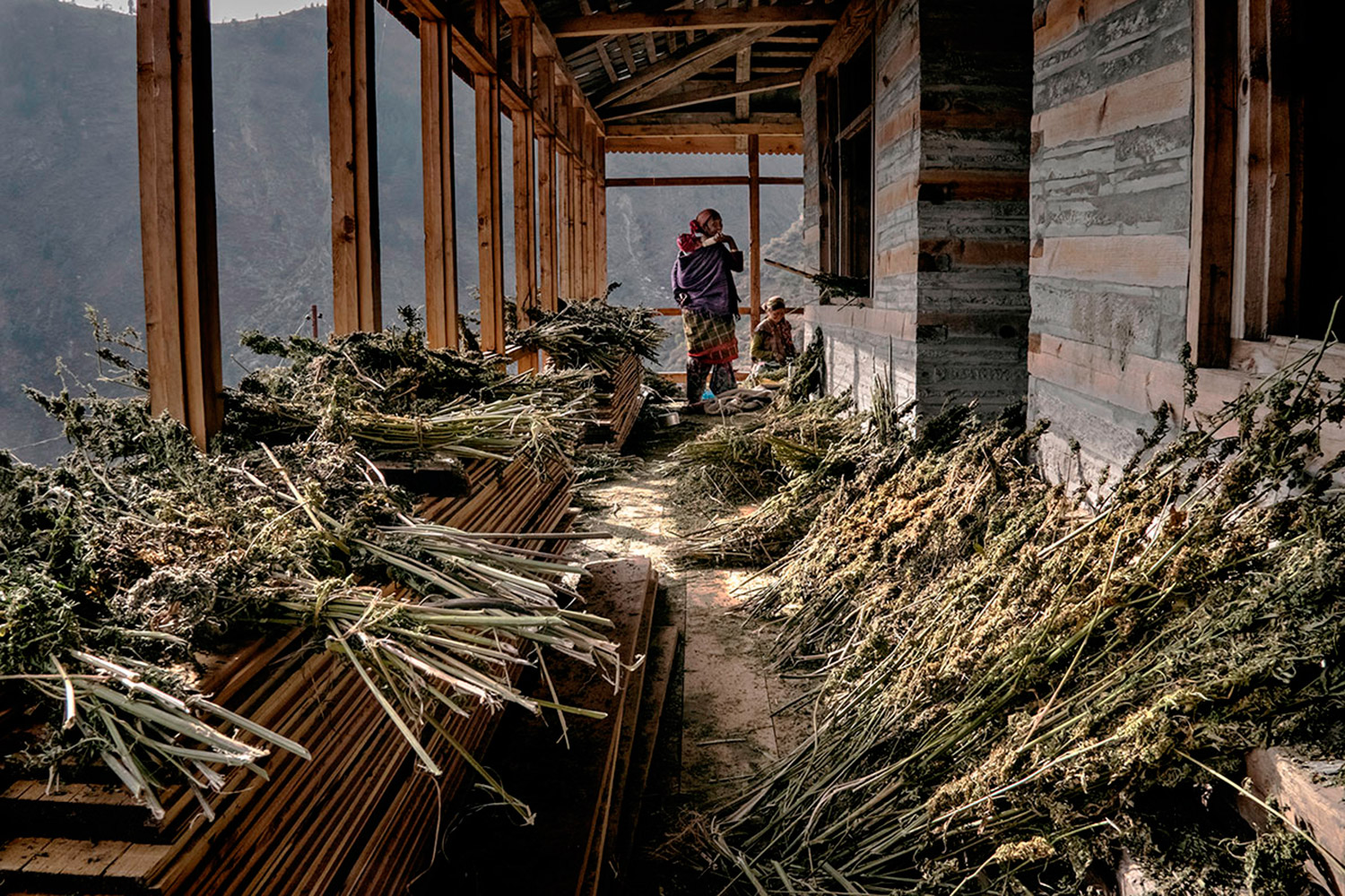 Miles de aldeas en el Himalaya sobreviven gracias a la marihuana