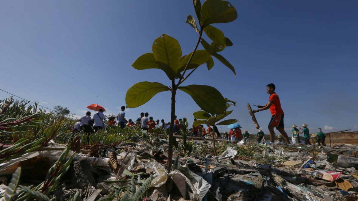 Día Mundial de la Tierra: Plantar 7,8 millones de árboles durante el próximo lustro